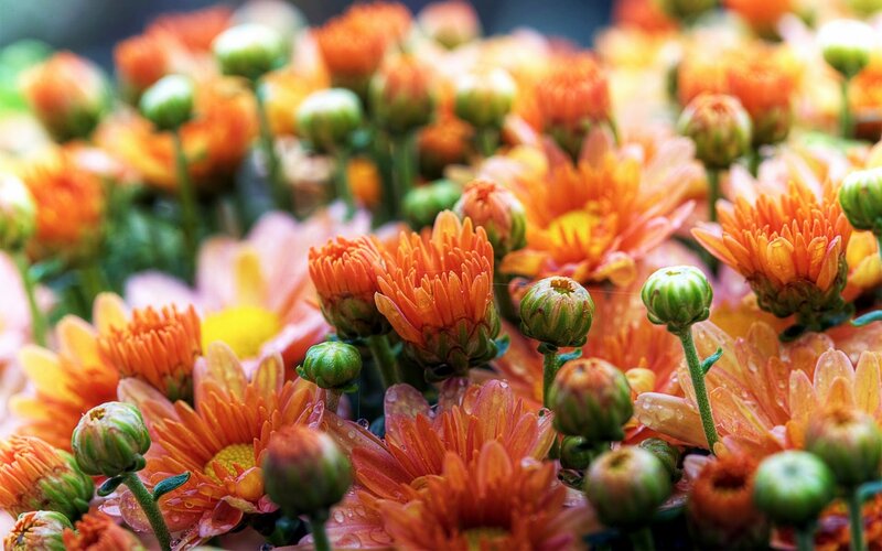 Orange Chrysanthemum Flowers