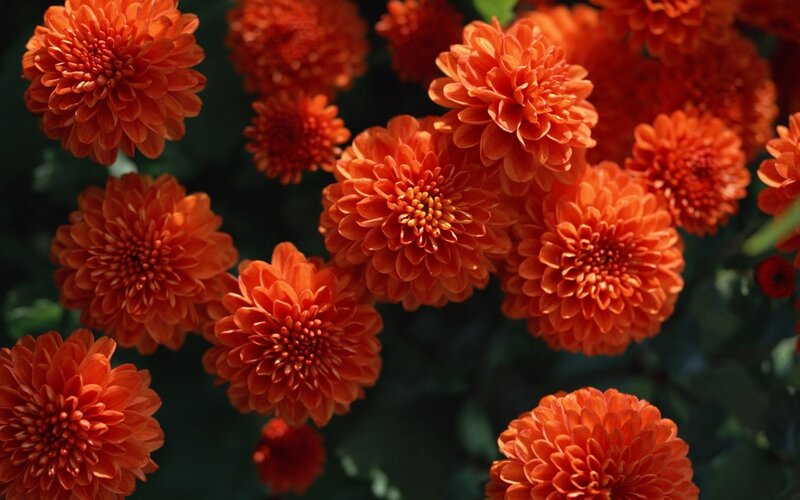 Orange Chrysanthemum Flowers — Vibrant, Afternoon, Photograph, Leaves