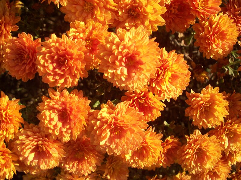 Orange Chrysanthemum Flowers — Vibrant, Afternoon