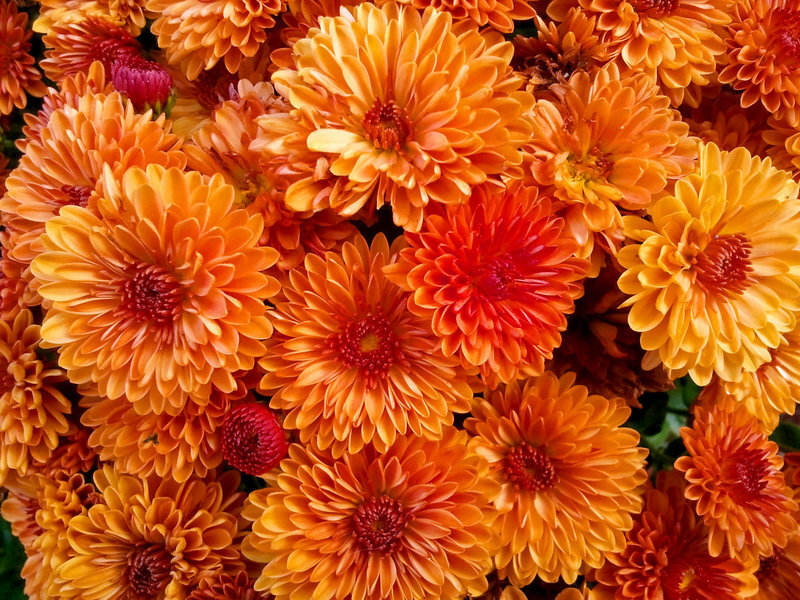 Orange Chrysanthemum Flowers — Vibrant, Autumn