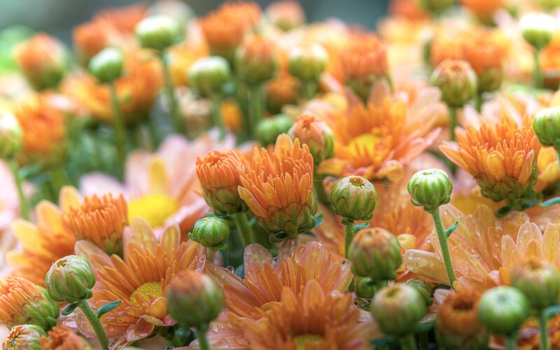 Orange Chrysanthemum Flowers — Vibrant, Morning
