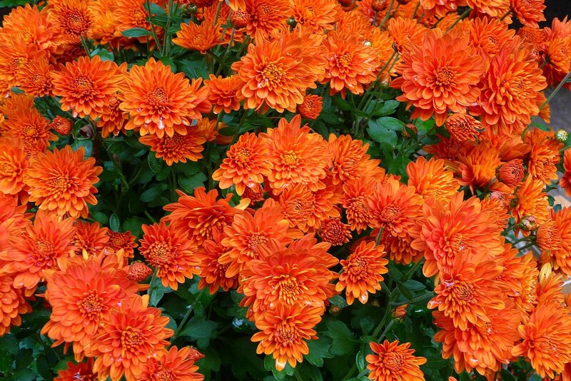 Orange Chrysanthemum Flowers — Vibrant, Photograph