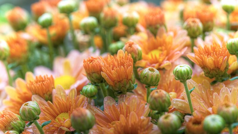Orange Chrysanthemum Flowers — Vibrant, Spring