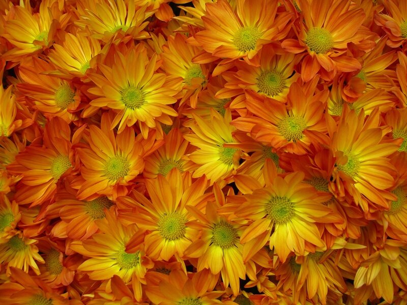 Orange Chrysanthemum Flowers — Vibrant