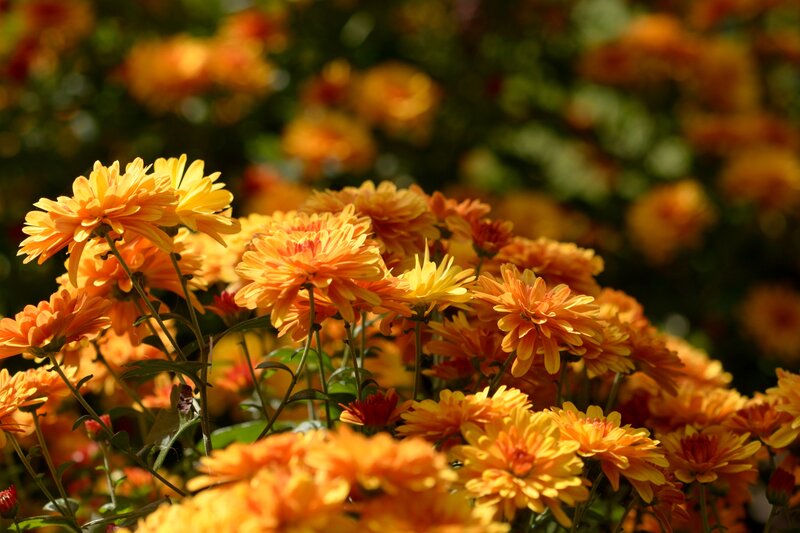 Orange Chrysanthemum Flowers — Yellow, Serene