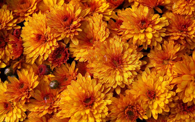 Orange Chrysanthemum Flowers — Yellow, Vibrant, Photograph