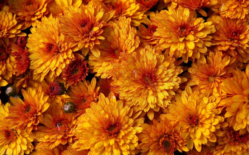 Orange Chrysanthemum Flowers — Yellow, Vibrant