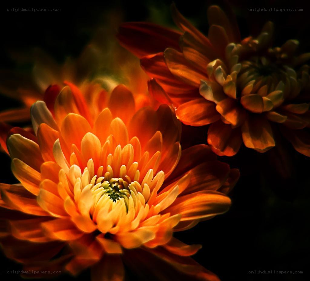 Orange chrysanthemum in warm light