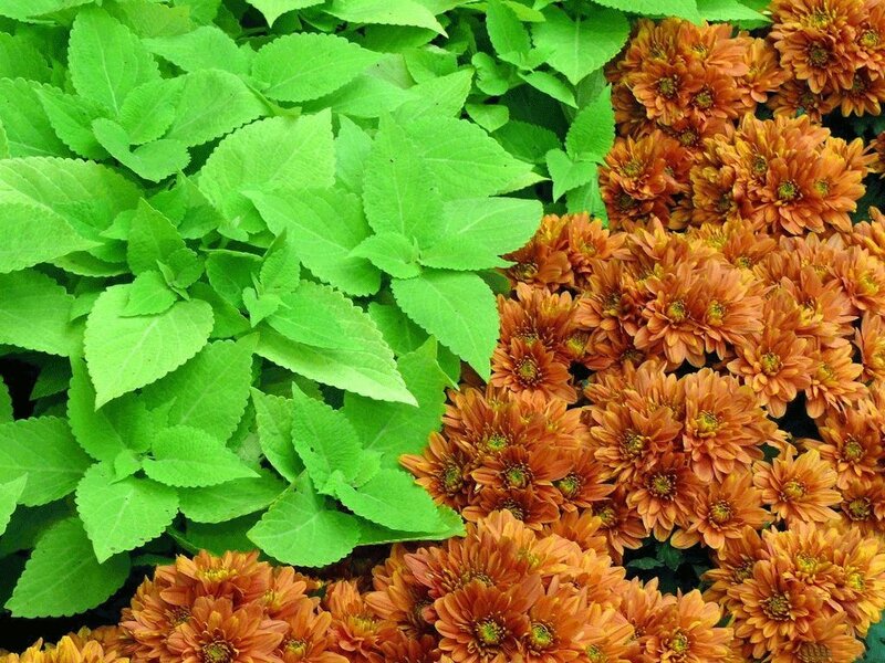 Orange Chrysanthemums and Green Leaves