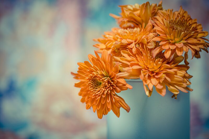 Orange Chrysanthemums — Calm