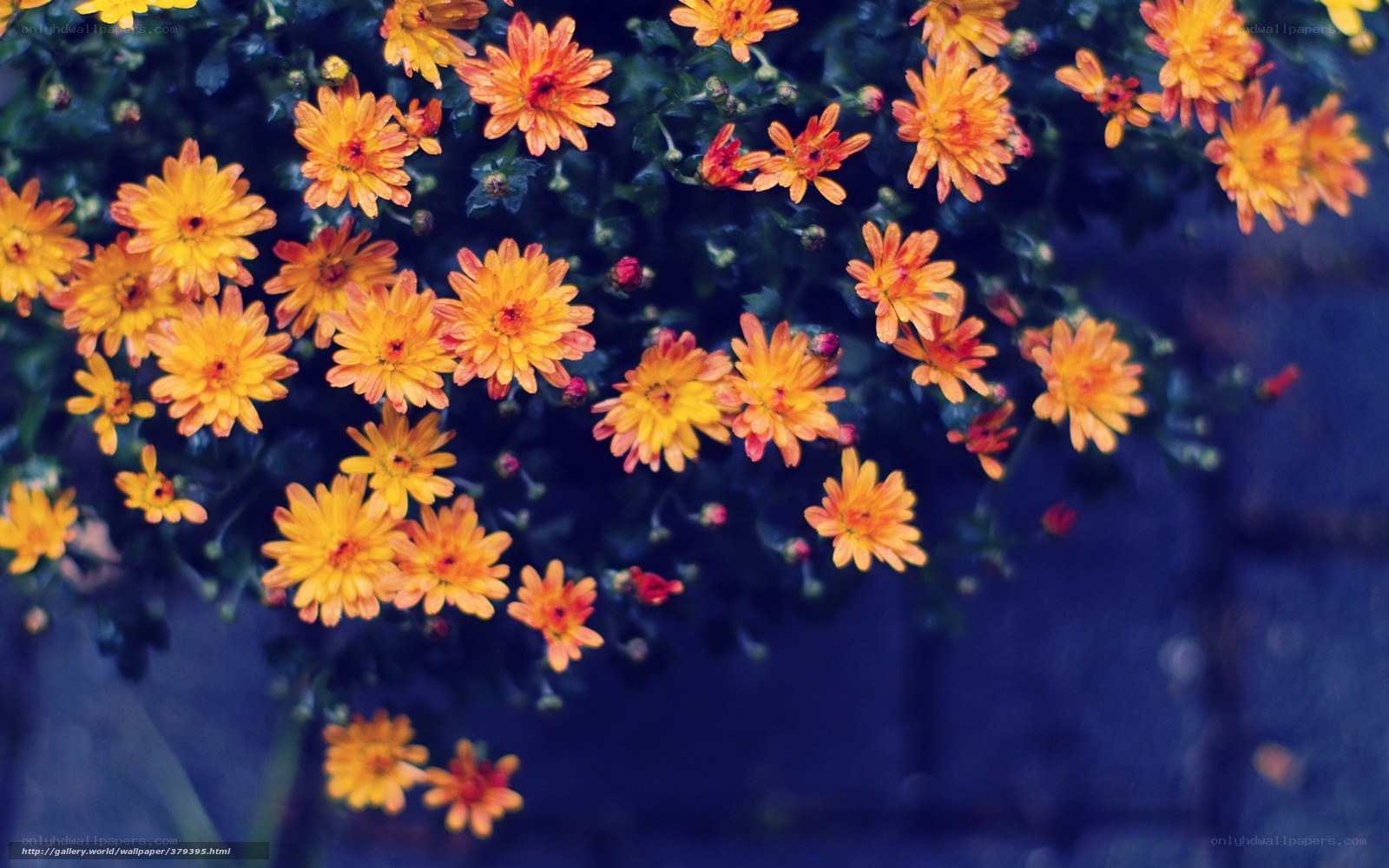 Orange Chrysanthemums in Bloom