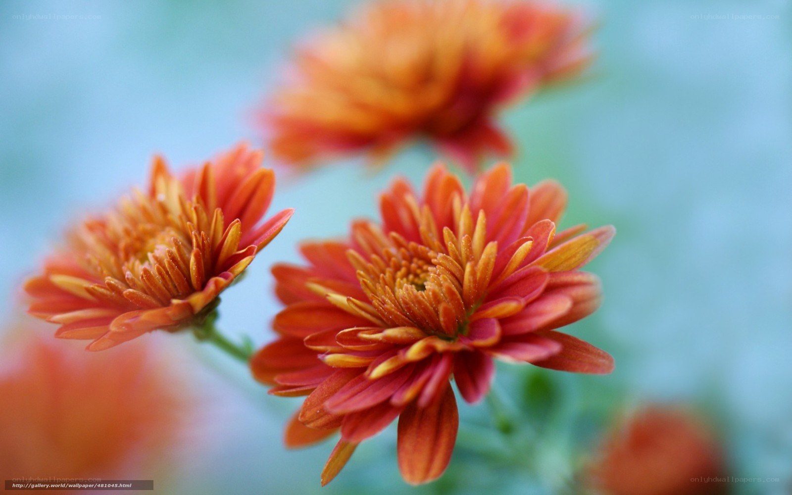 Orange chrysanthemums in bloom