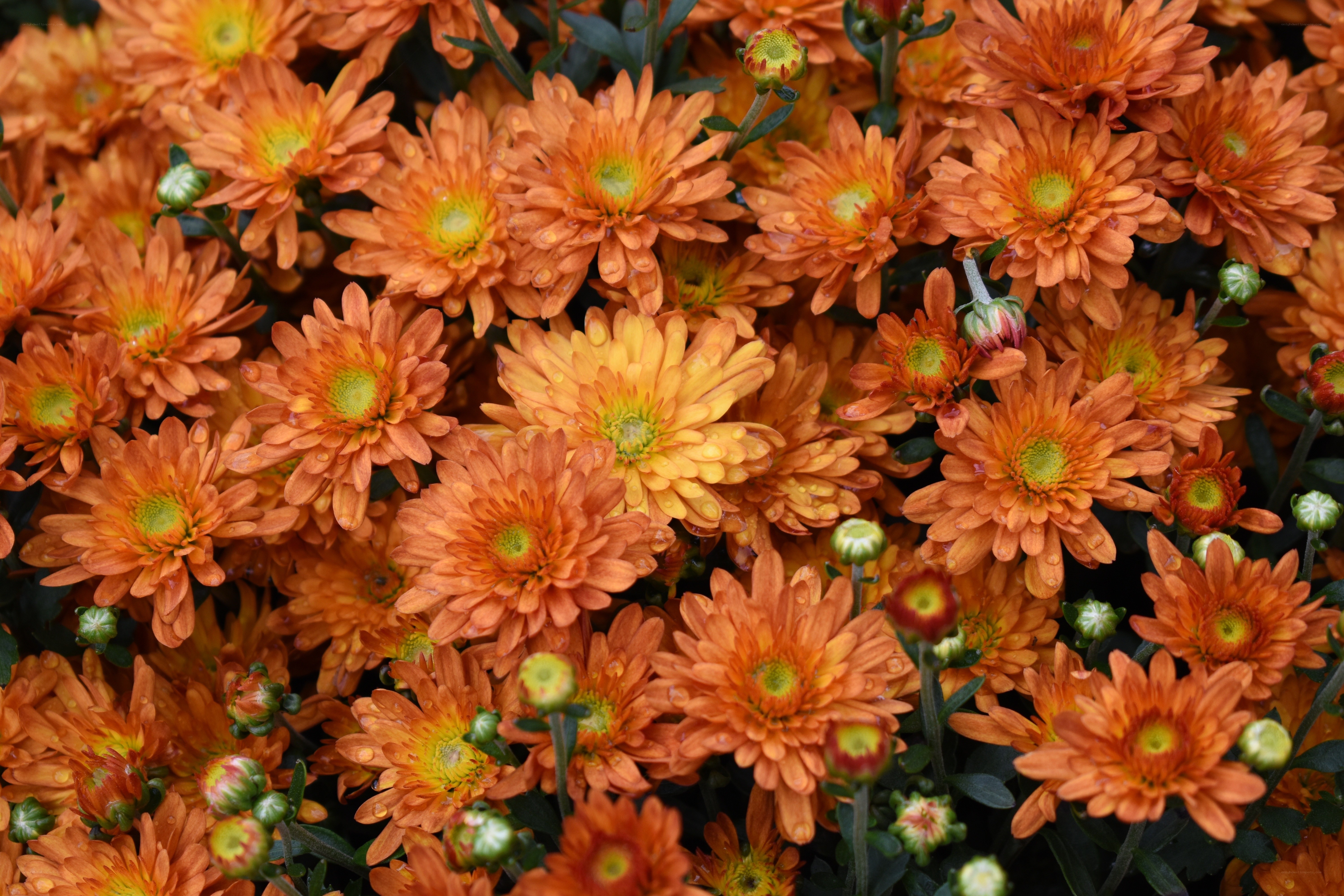 Orange chrysanthemums in bloom