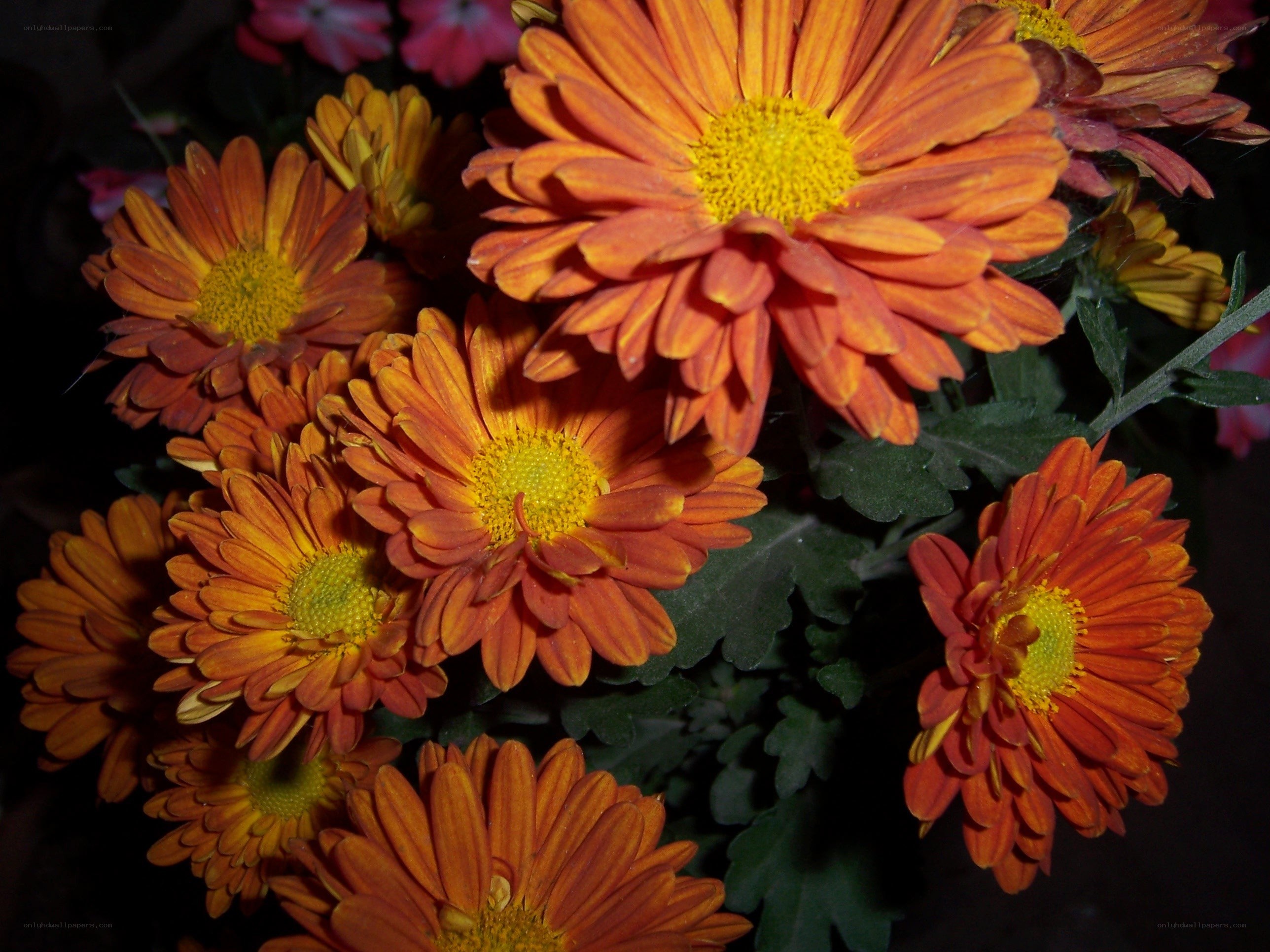 Orange chrysanthemums in bloom