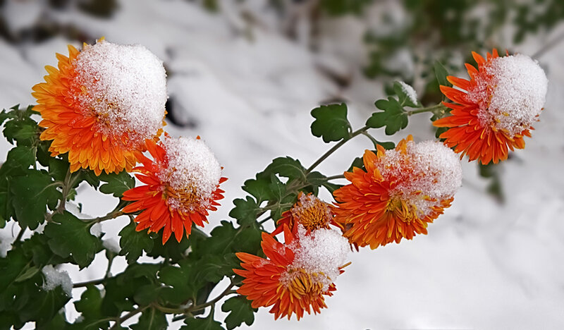 Orange Chrysanthemums in Snow