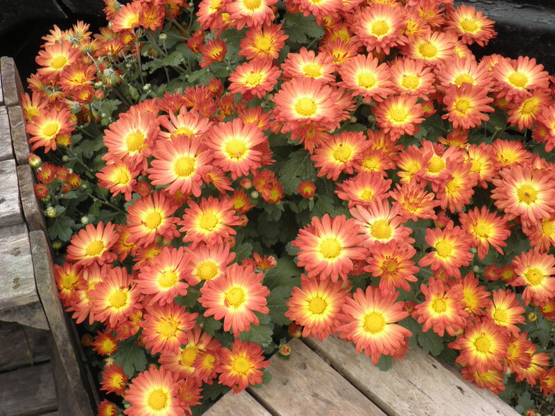 Orange Chrysanthemums — Vibrant