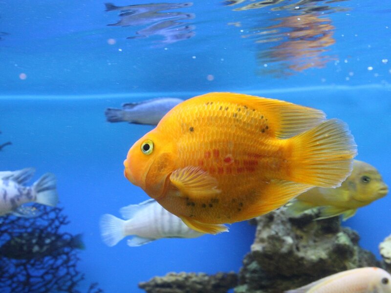 Orange Cichlid Fish — Blue