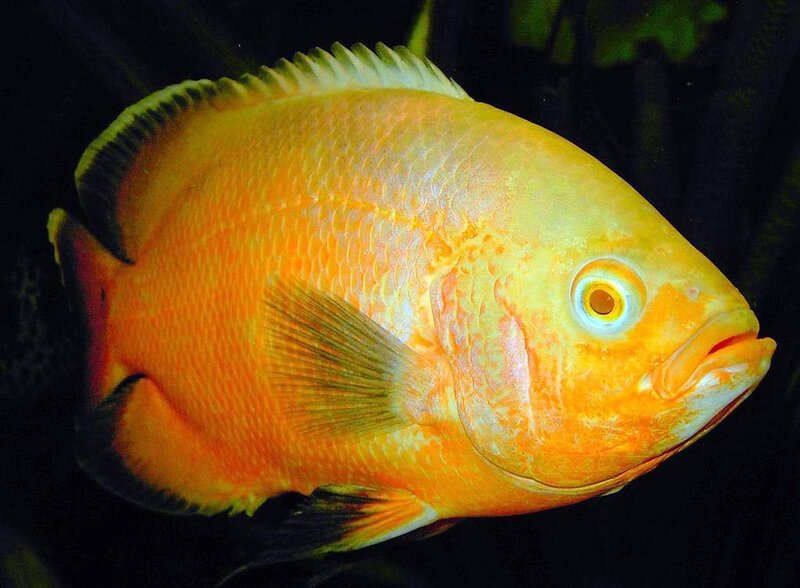 Orange Cichlid Fish