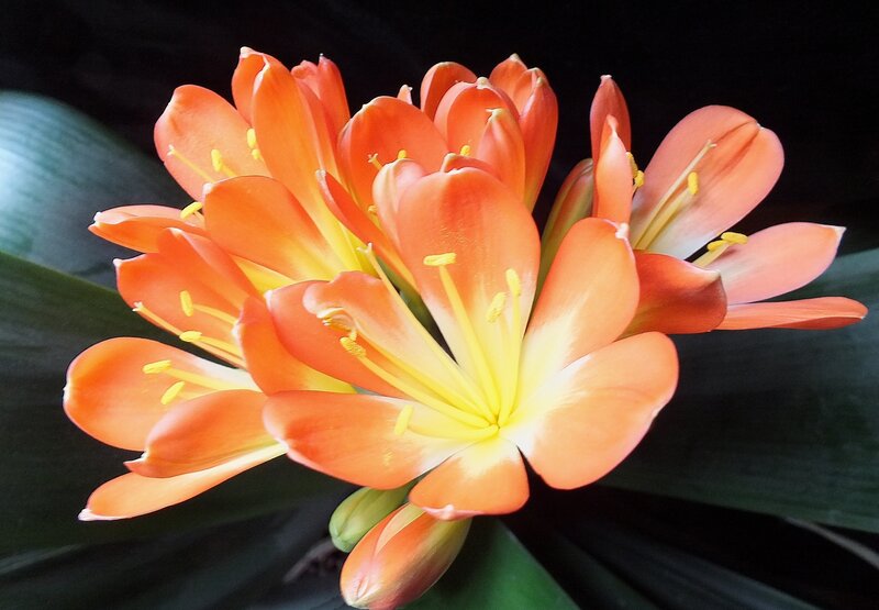 Orange Clivia Flower — Dramatic