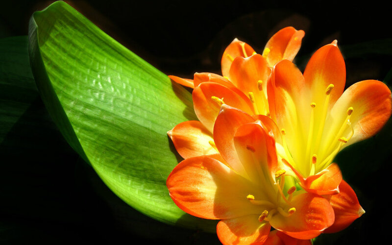 Orange Clivia Flower