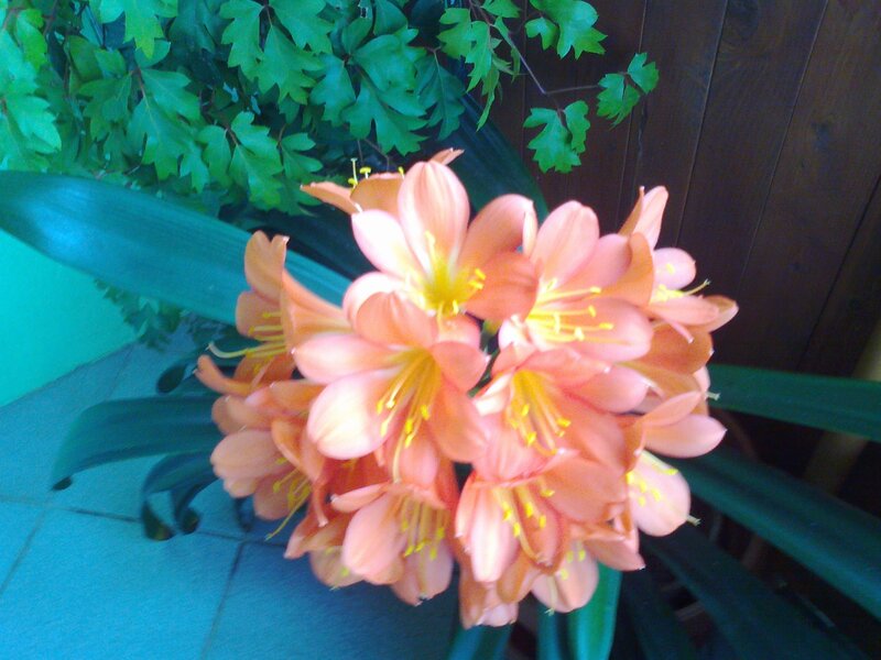 Orange Clivia Flowers — Calm, Afternoon