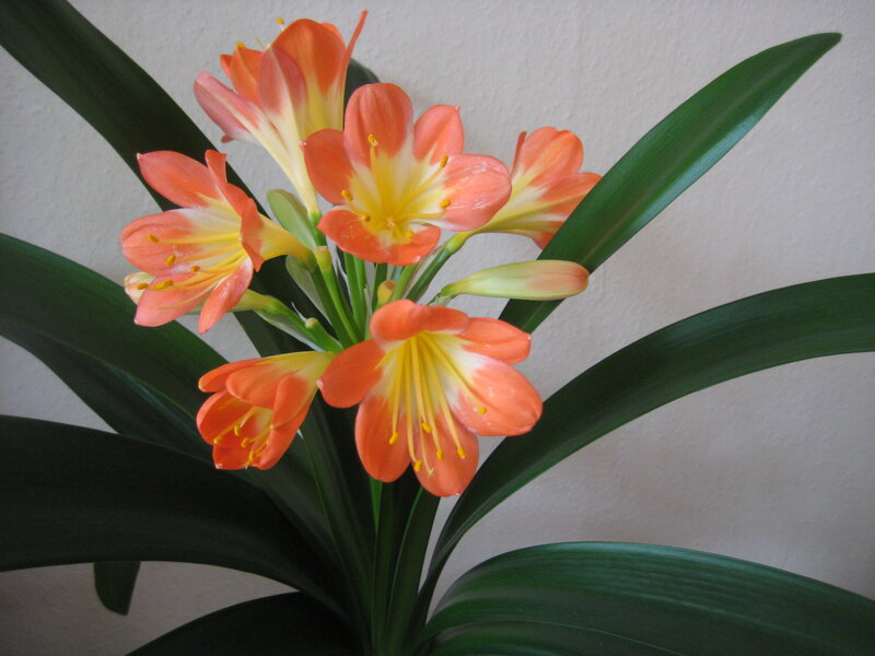 Orange Clivia Flowers — Calm, Photograph