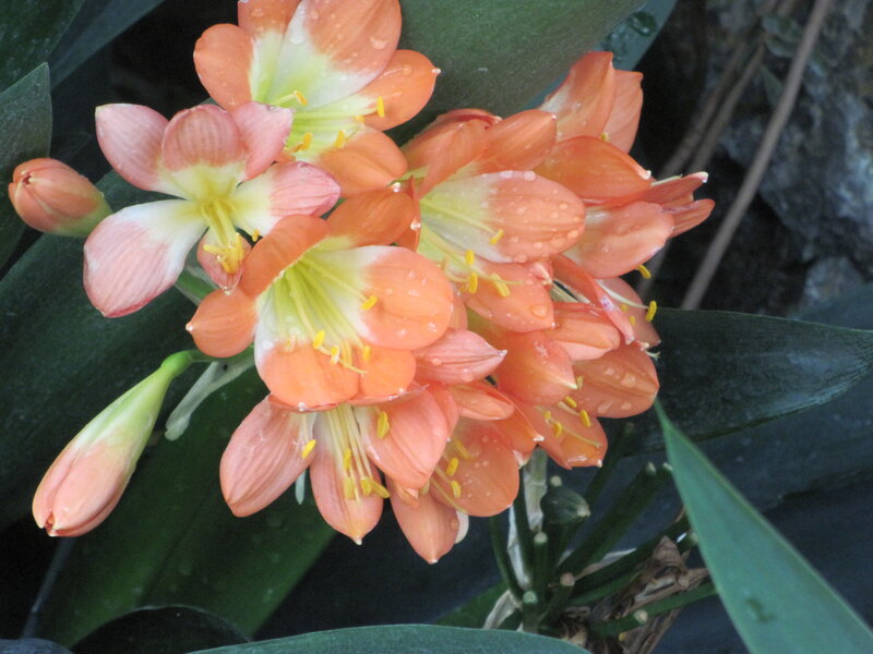 Orange Clivia Flowers — Calm