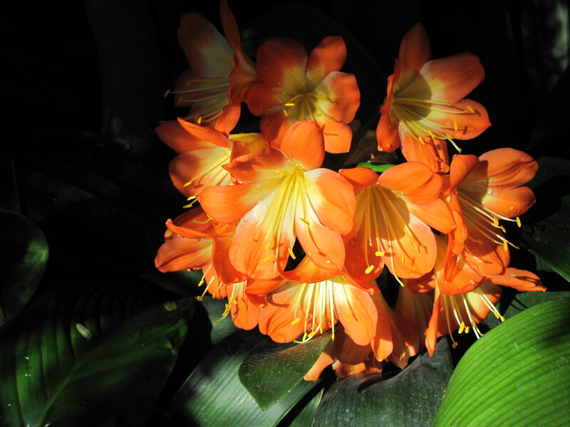 Orange Clivia Flowers — Dramatic, Afternoon