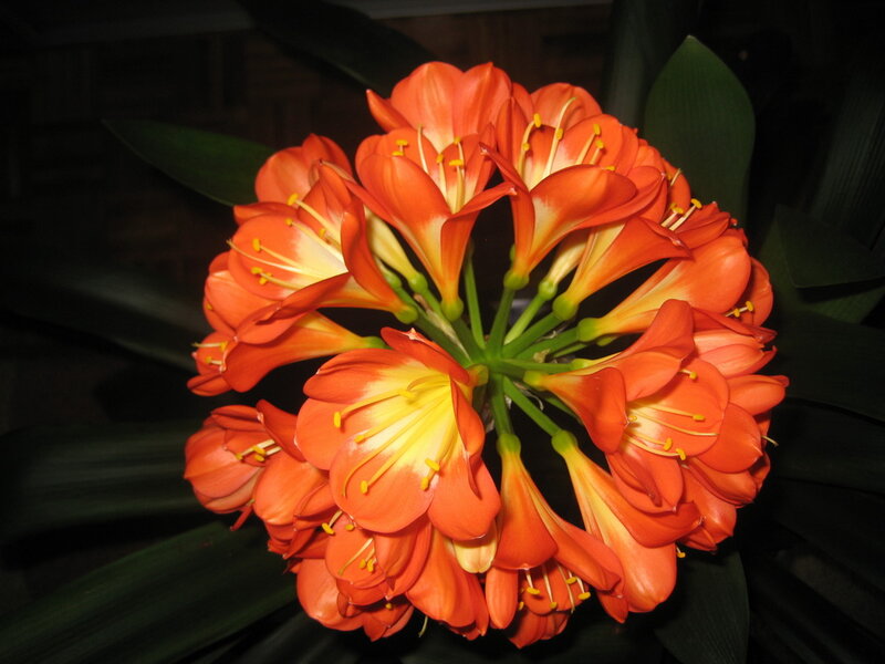 Orange Clivia Flowers — Dramatic, Night