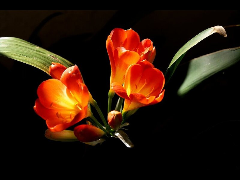 Orange Clivia Flowers — Dramatic, Photograph, Leaves