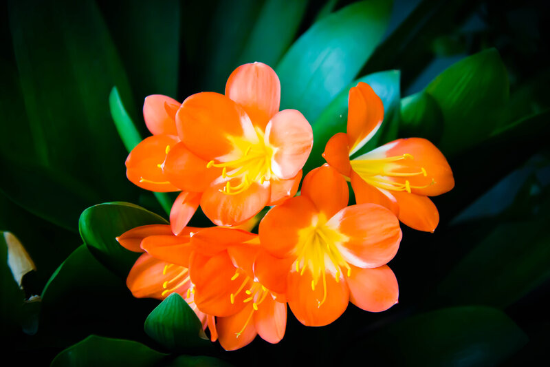 Orange Clivia Flowers — Dramatic, Photograph