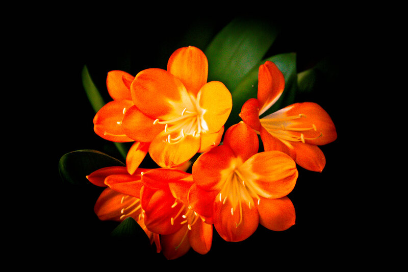 Orange Clivia Flowers — Dramatic
