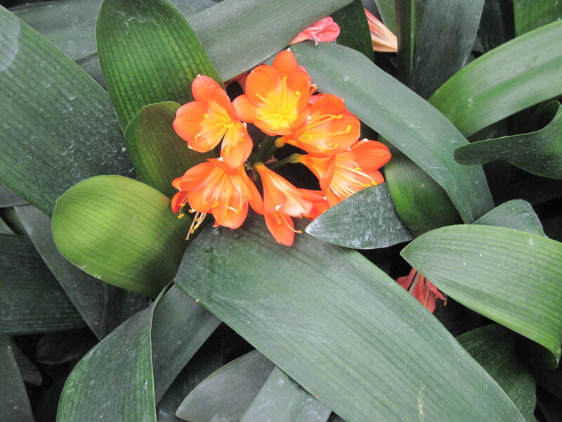 Orange Clivia Flowers — Green, Natural, Photograph