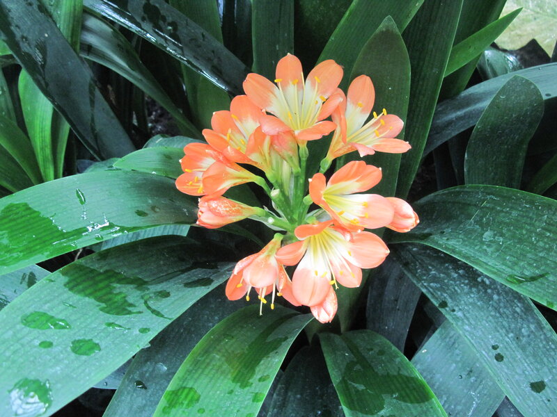 Orange Clivia Flowers — Green, Natural