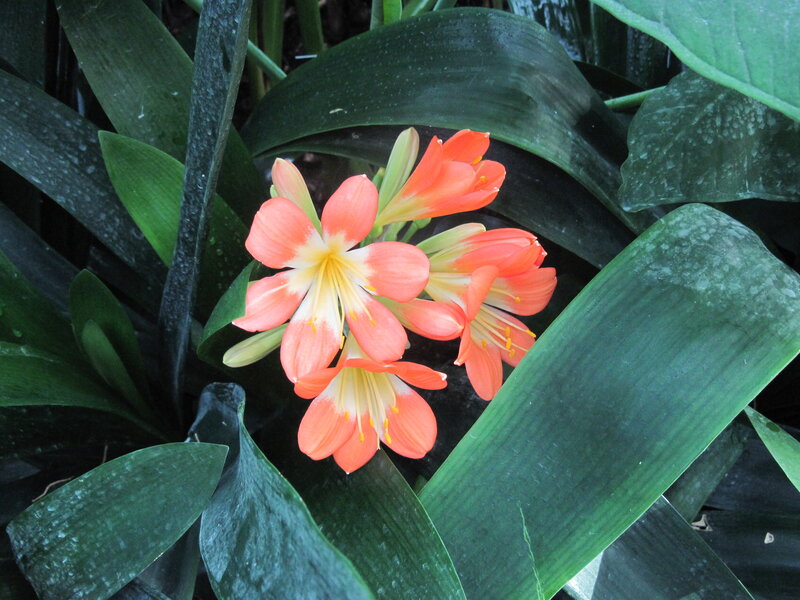 Orange Clivia Flowers — Green