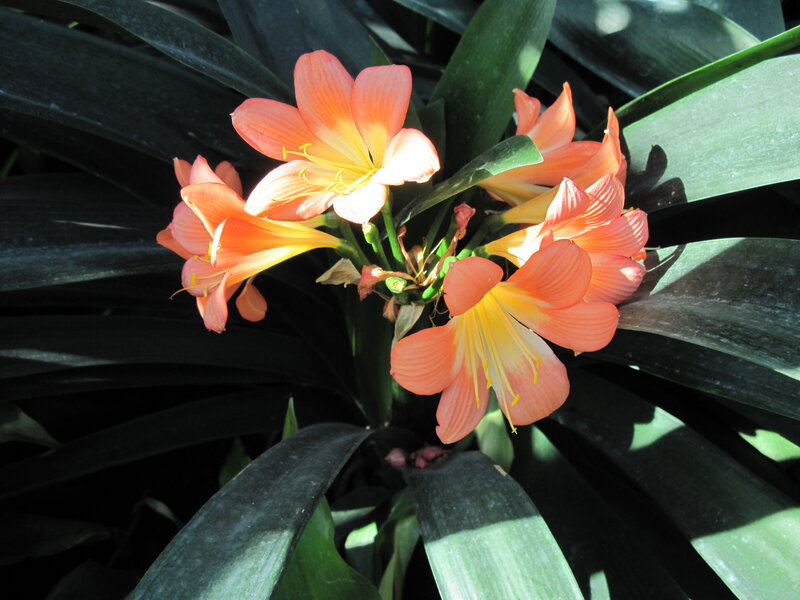 Orange Clivia Flowers — Natural, Afternoon, Photograph, Leaves