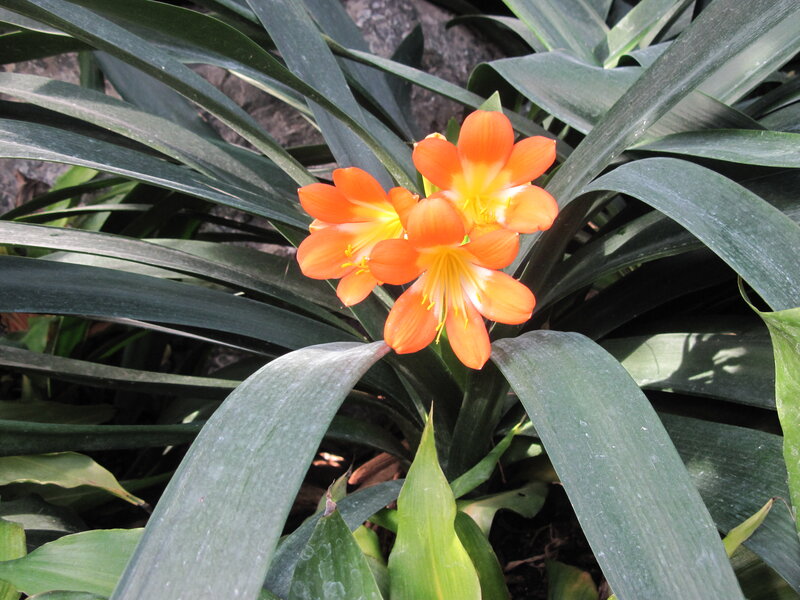 Orange Clivia Flowers — Natural, Afternoon