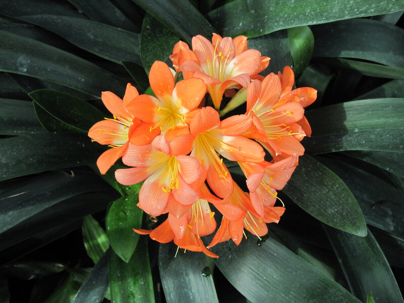 Orange Clivia Flowers — Natural, Photograph, Green Leaves
