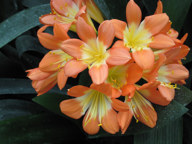 Orange Clivia Flowers — Natural, Photograph, Leaves