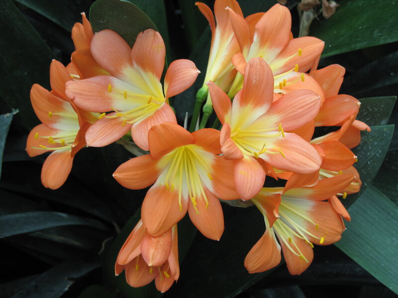 Orange Clivia Flowers — Natural, Photograph