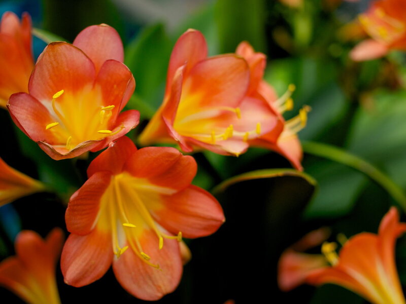Orange Clivia Flowers — Natural