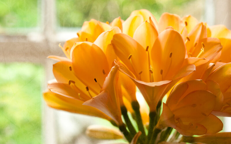 Orange Clivia Flowers — Serene, Afternoon, Photograph