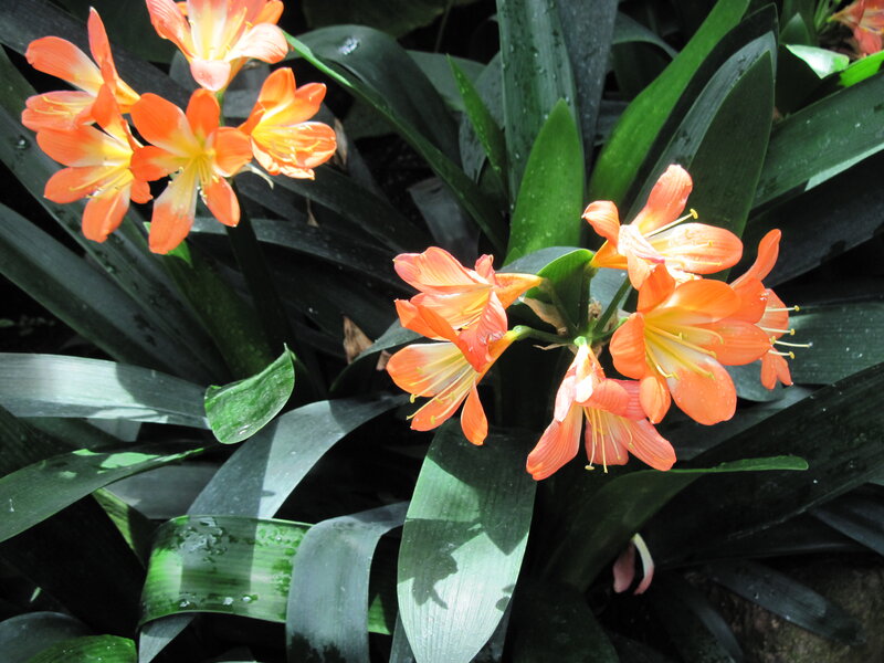 Orange Clivia Flowers — Serene, Afternoon