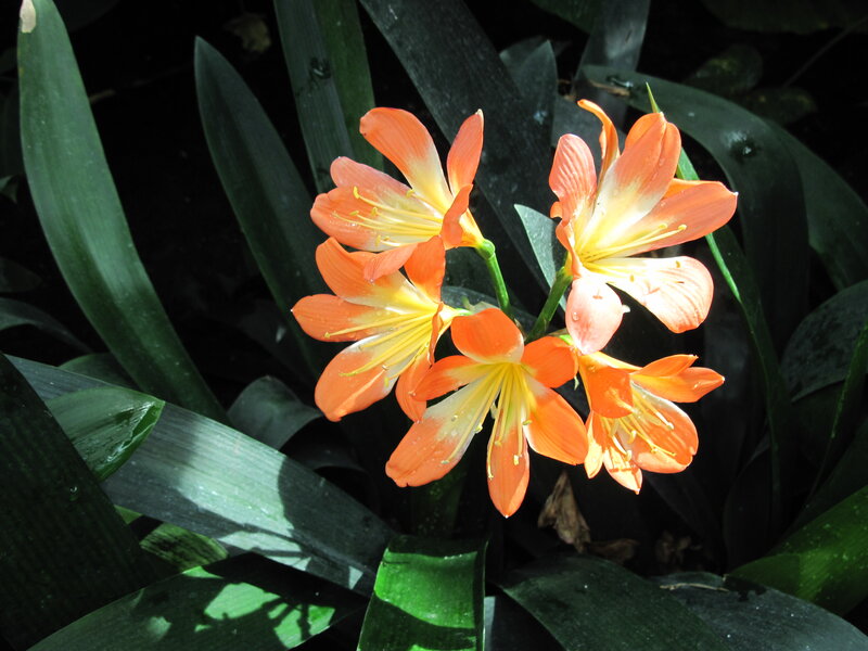 Orange Clivia Flowers — Serene