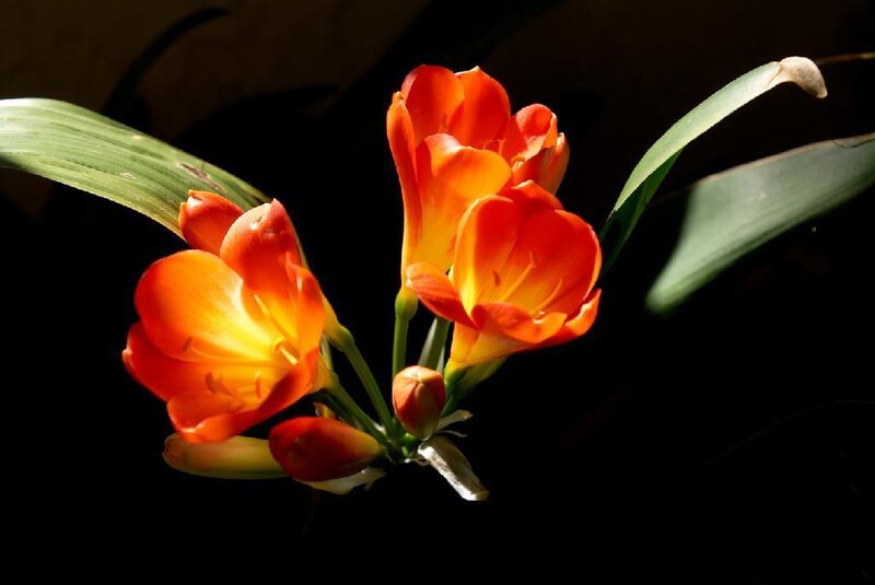 Orange Clivia Flowers