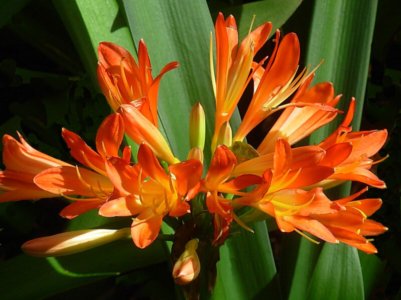 Orange Clivia Flowers — Vibrant, Afternoon, Photograph