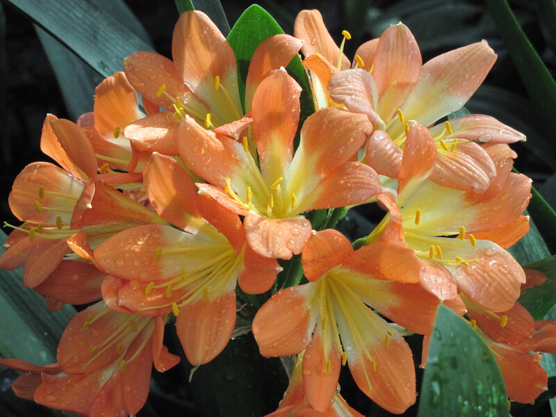 Orange Clivia Flowers — Vibrant, Afternoon