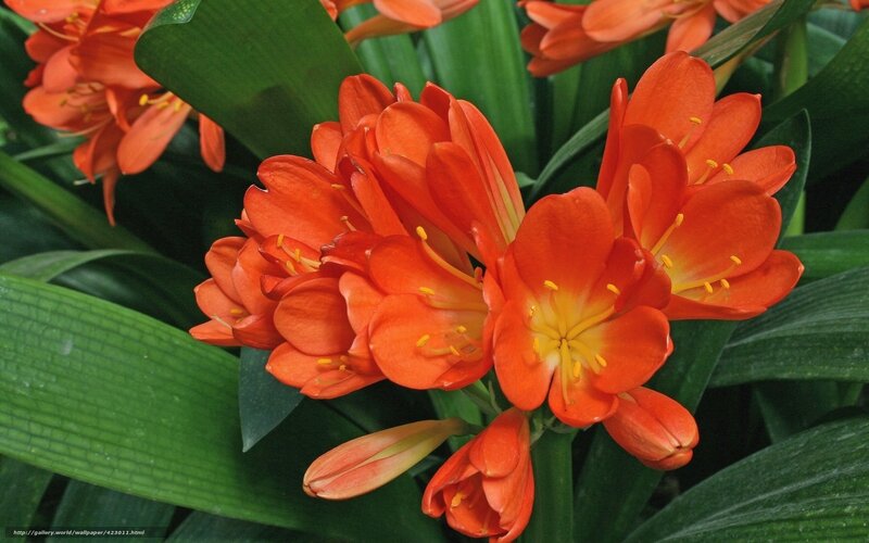 Orange Clivia Flowers — Vibrant, Photograph, Green Leaves