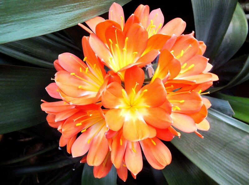 Orange Clivia Flowers — Vibrant, Photograph