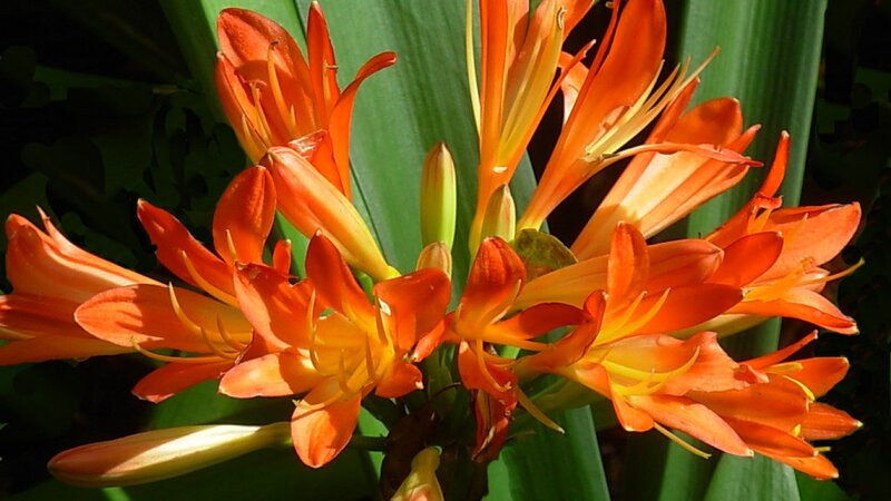 Orange Clivia Flowers — Vibrant